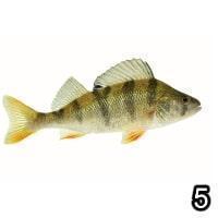 A yellow-brown fish, with a 5 in the bottom right